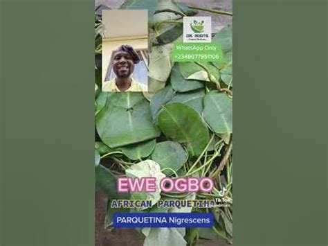 Parquetina nigrescens is widely used in traditional medicine. . How to use ewe ogbo for eyonu